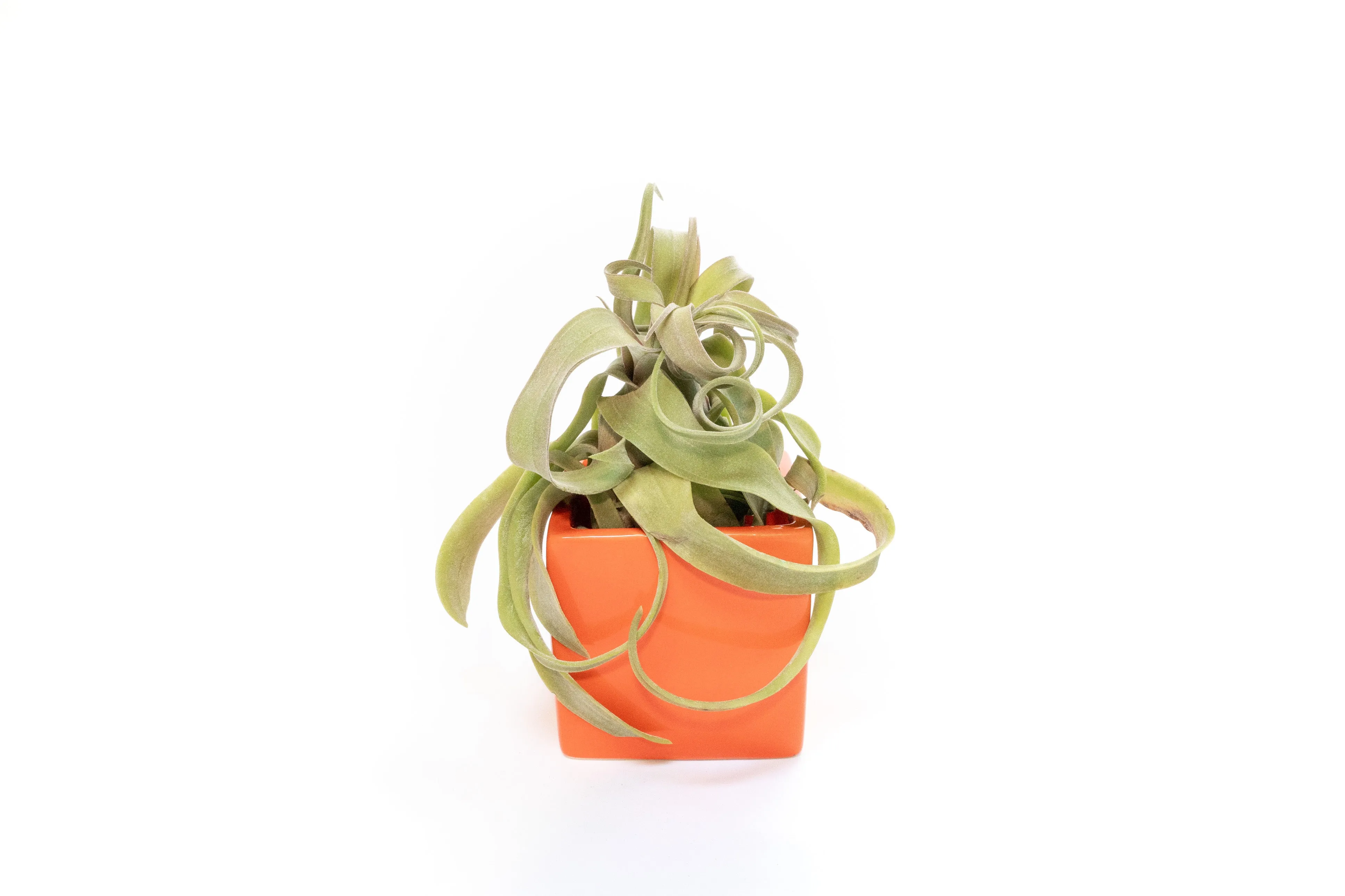 Ceramic Cube Container - Choose Your Custom Color and Tillandsia Air Plant