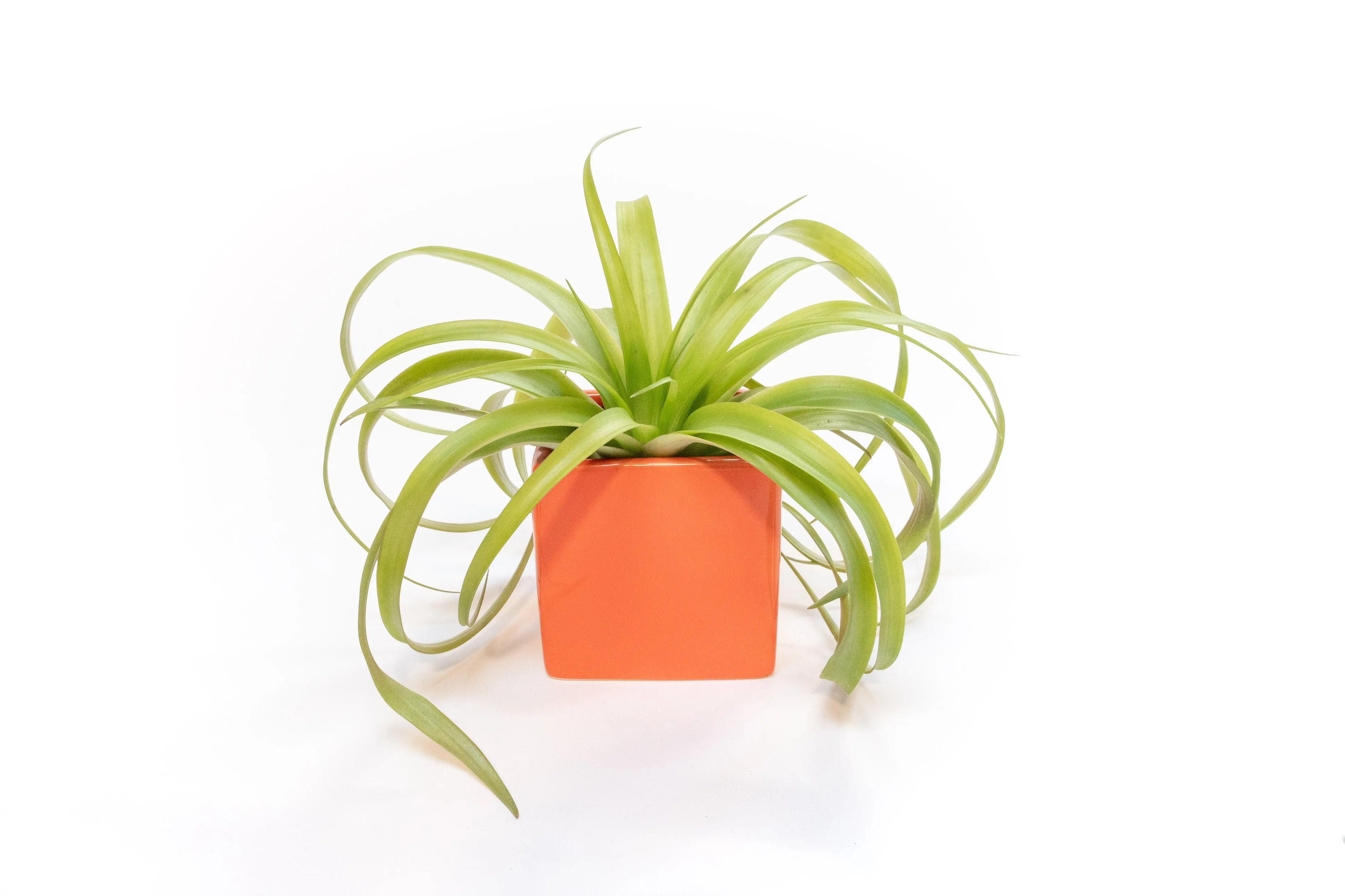 Ceramic Cube Container - Choose Your Custom Color and Tillandsia Air Plant