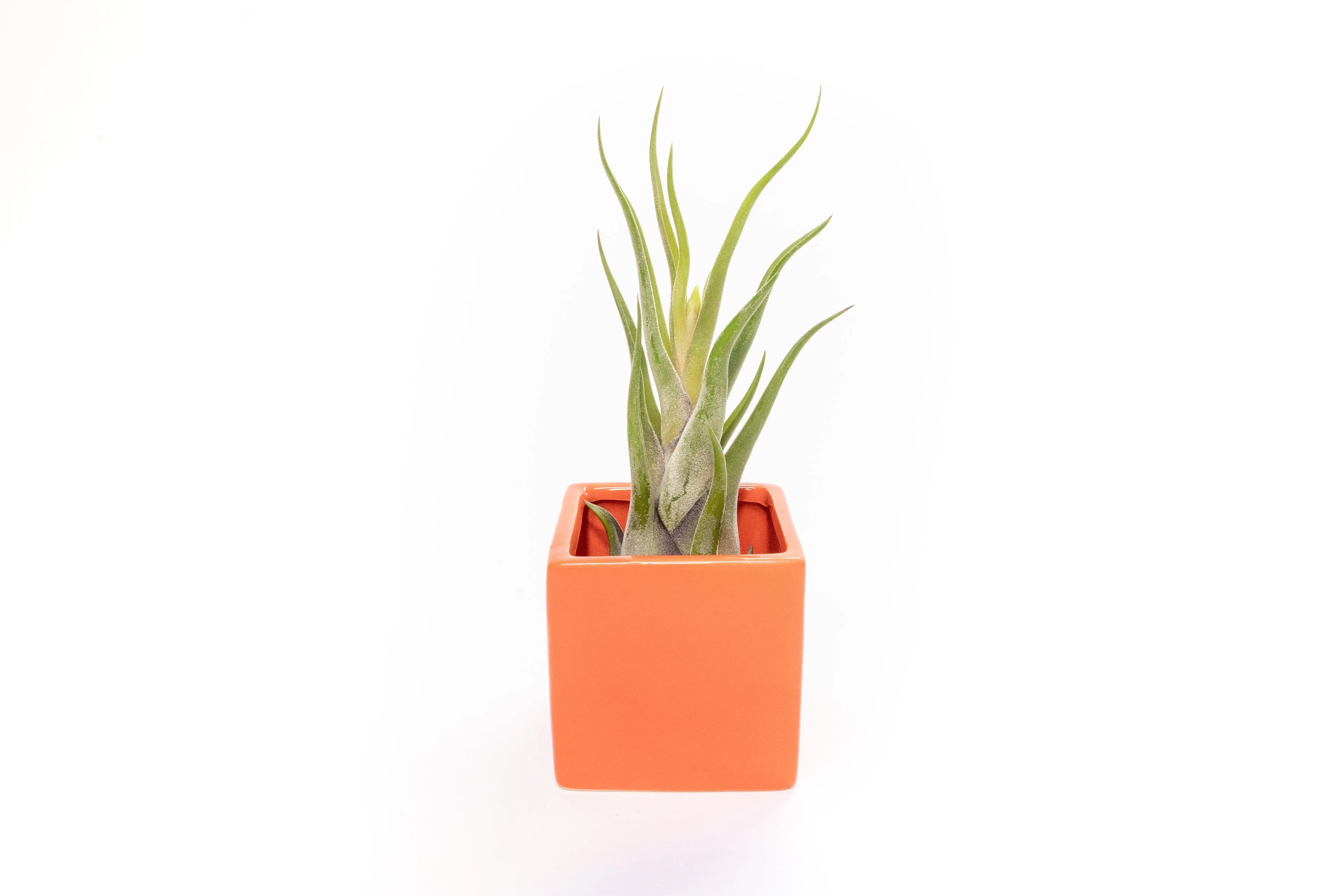 Ceramic Cube Container - Choose Your Custom Color and Tillandsia Air Plant