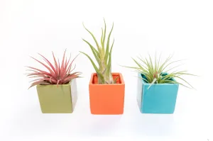 Ceramic Cube Container - Choose Your Custom Color and Tillandsia Air Plant