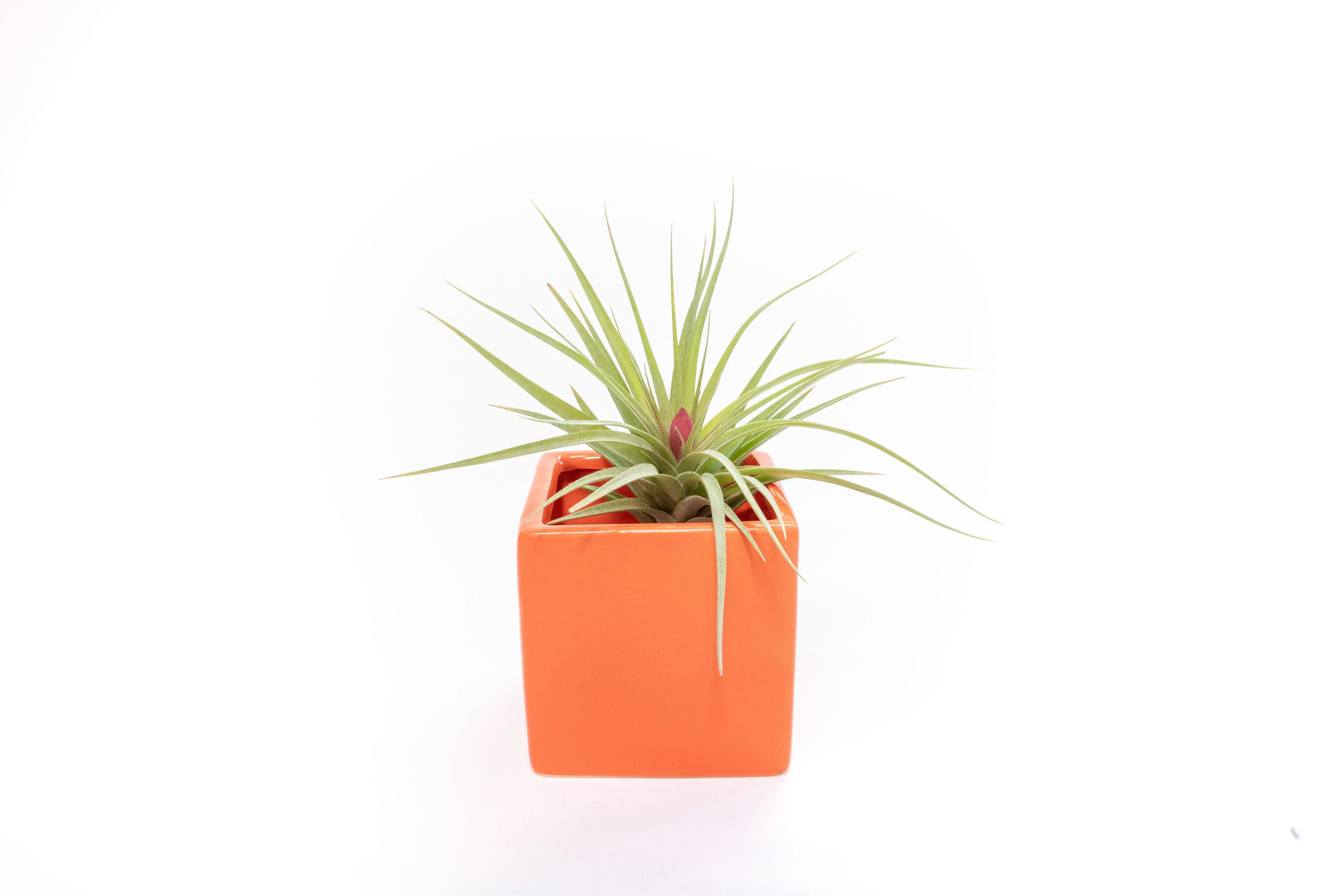 Ceramic Cube Container - Choose Your Custom Color and Tillandsia Air Plant