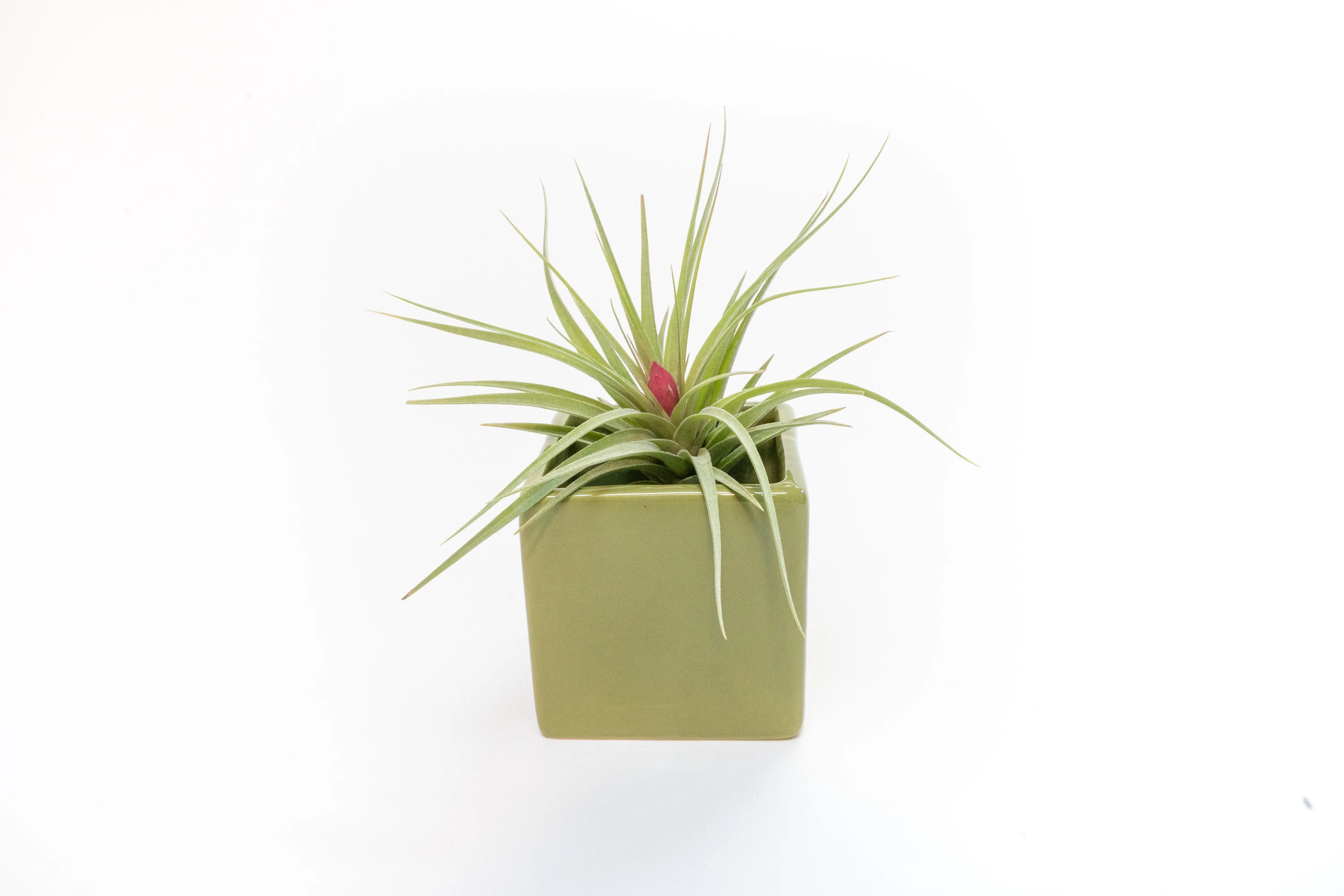 Ceramic Cube Container - Choose Your Custom Color and Tillandsia Air Plant