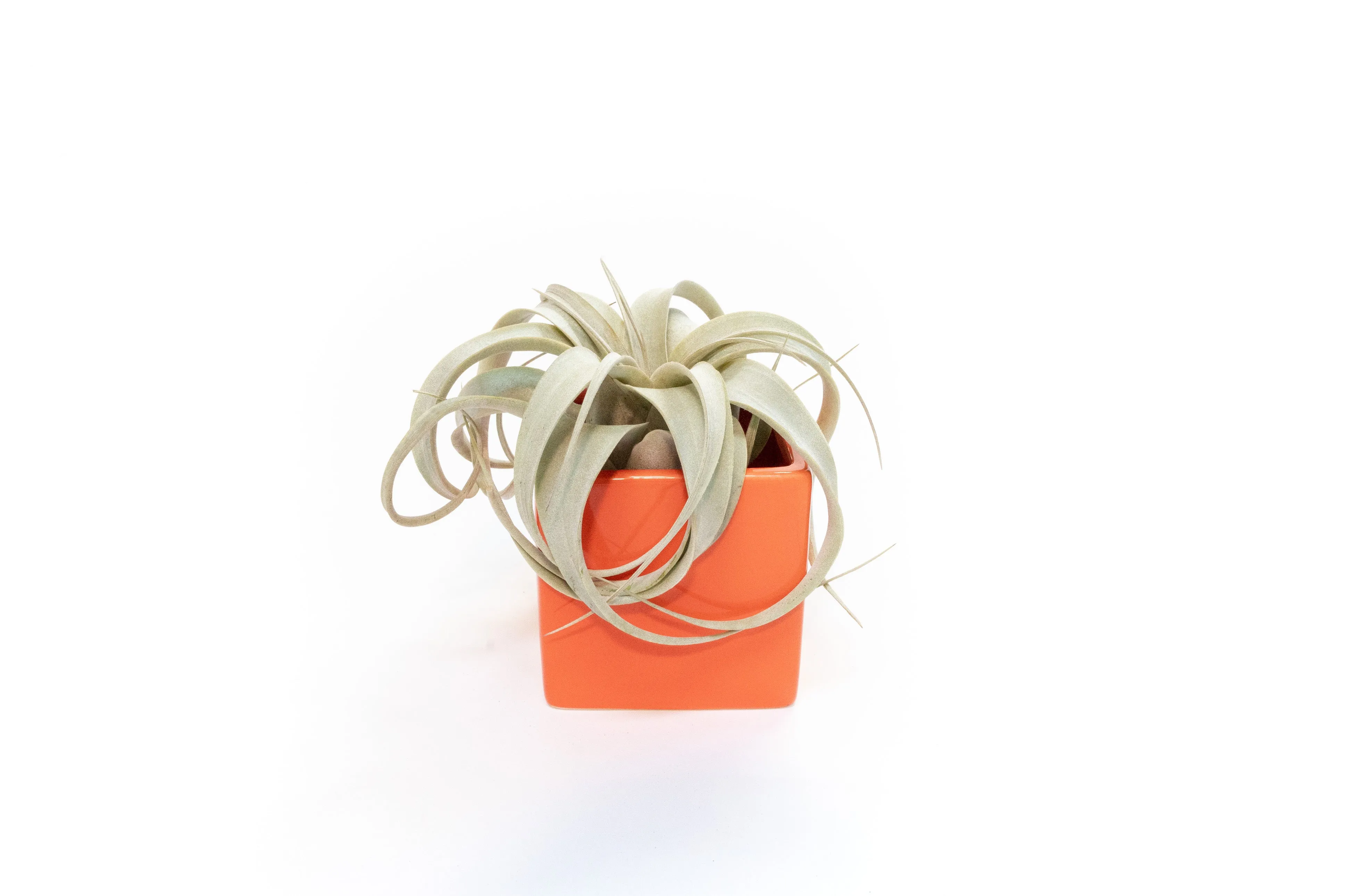 Ceramic Cube Container - Choose Your Custom Color and Tillandsia Air Plant