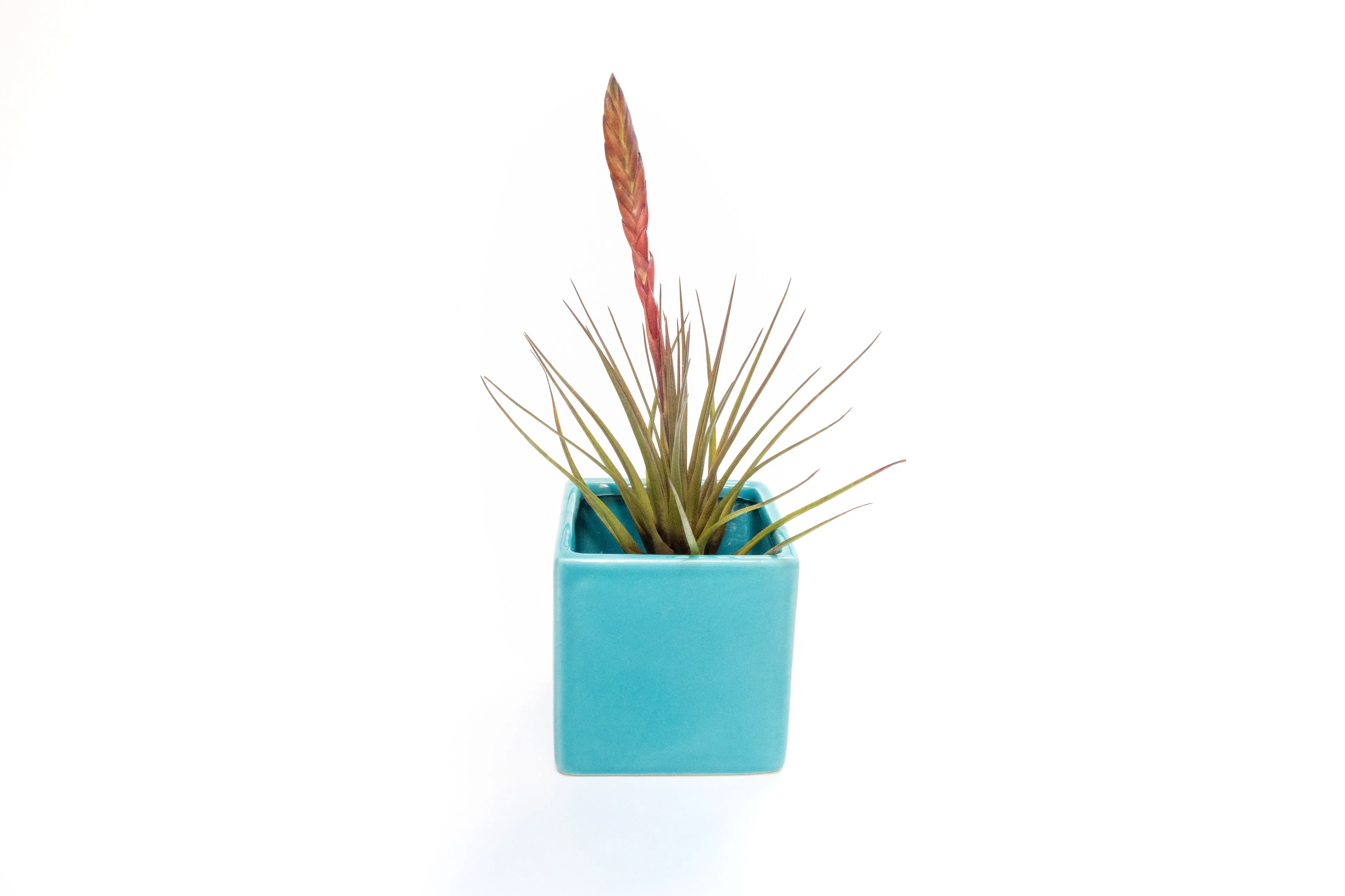 Ceramic Cube Container - Choose Your Custom Color and Tillandsia Air Plant