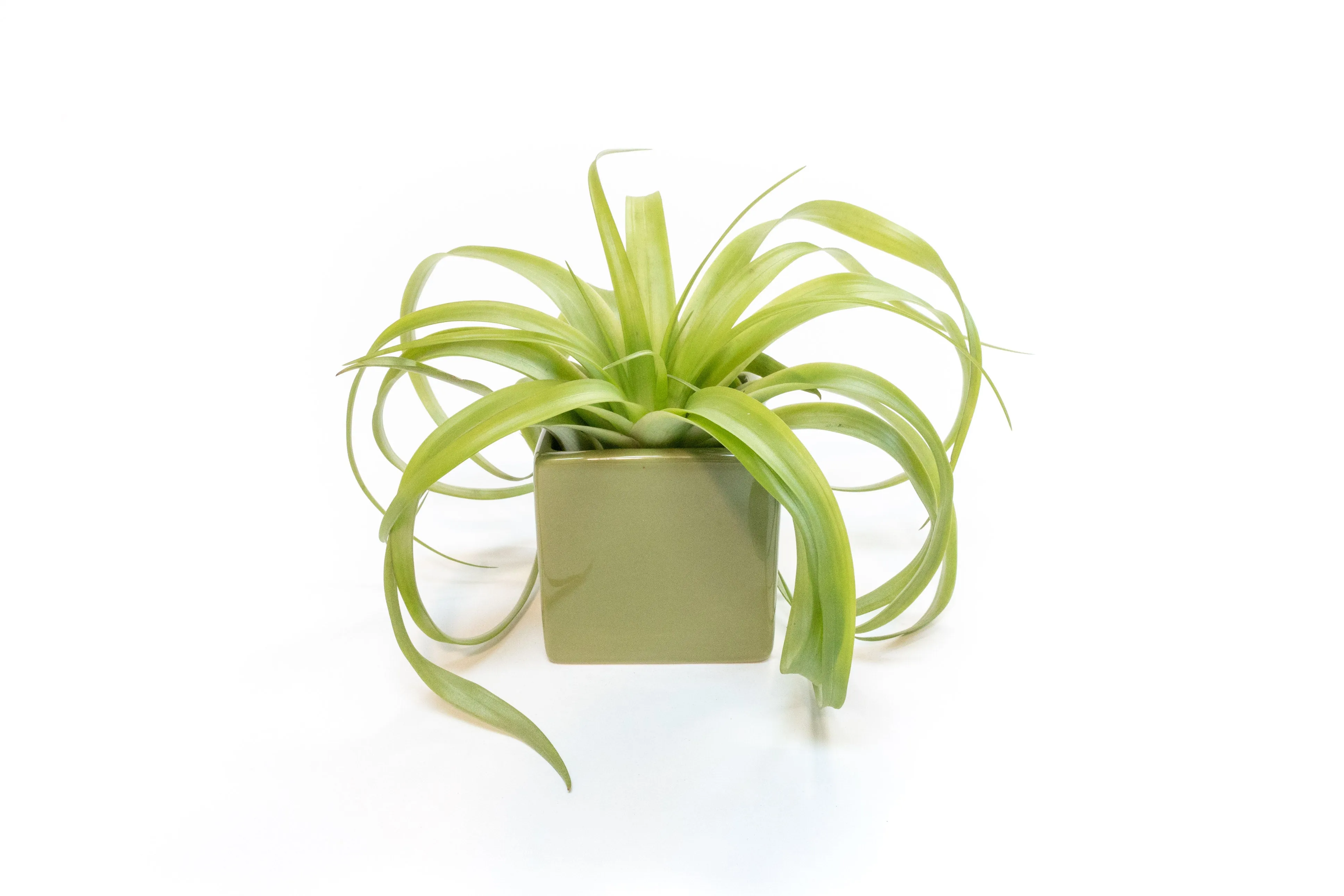 Ceramic Cube Container - Choose Your Custom Color and Tillandsia Air Plant