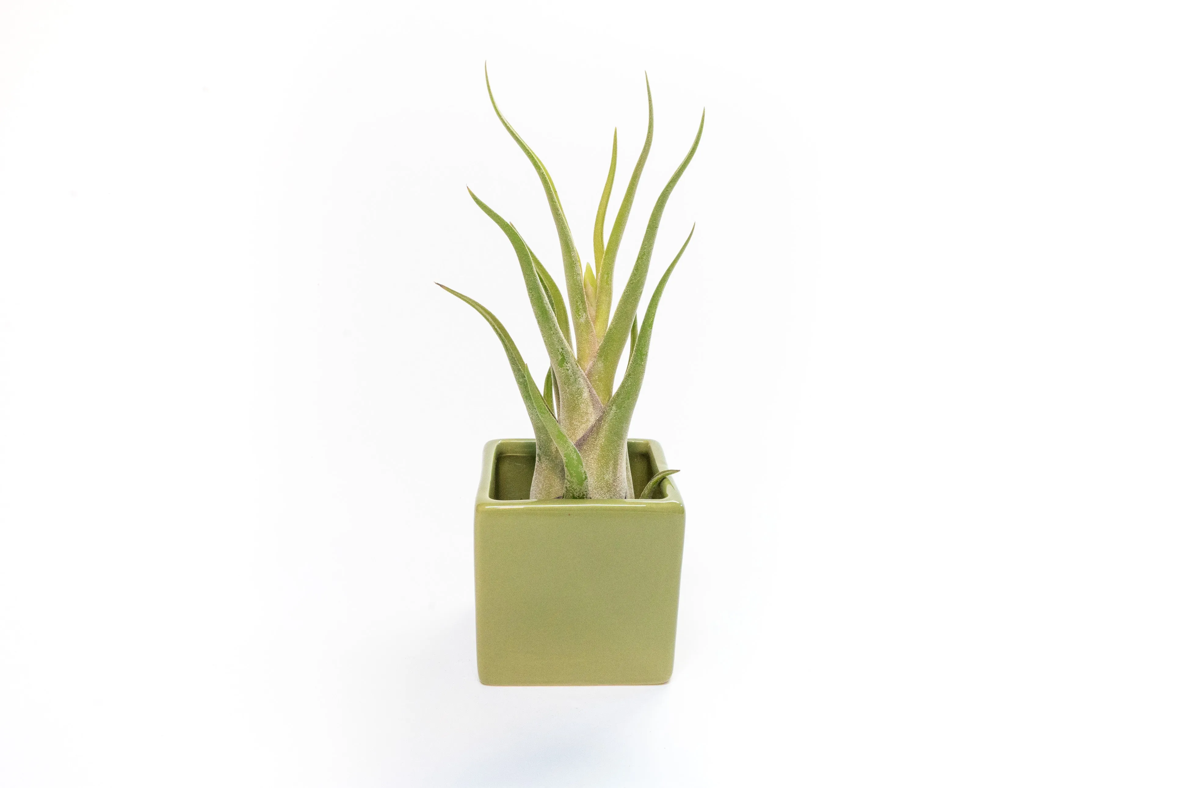 Ceramic Cube Container - Choose Your Custom Color and Tillandsia Air Plant