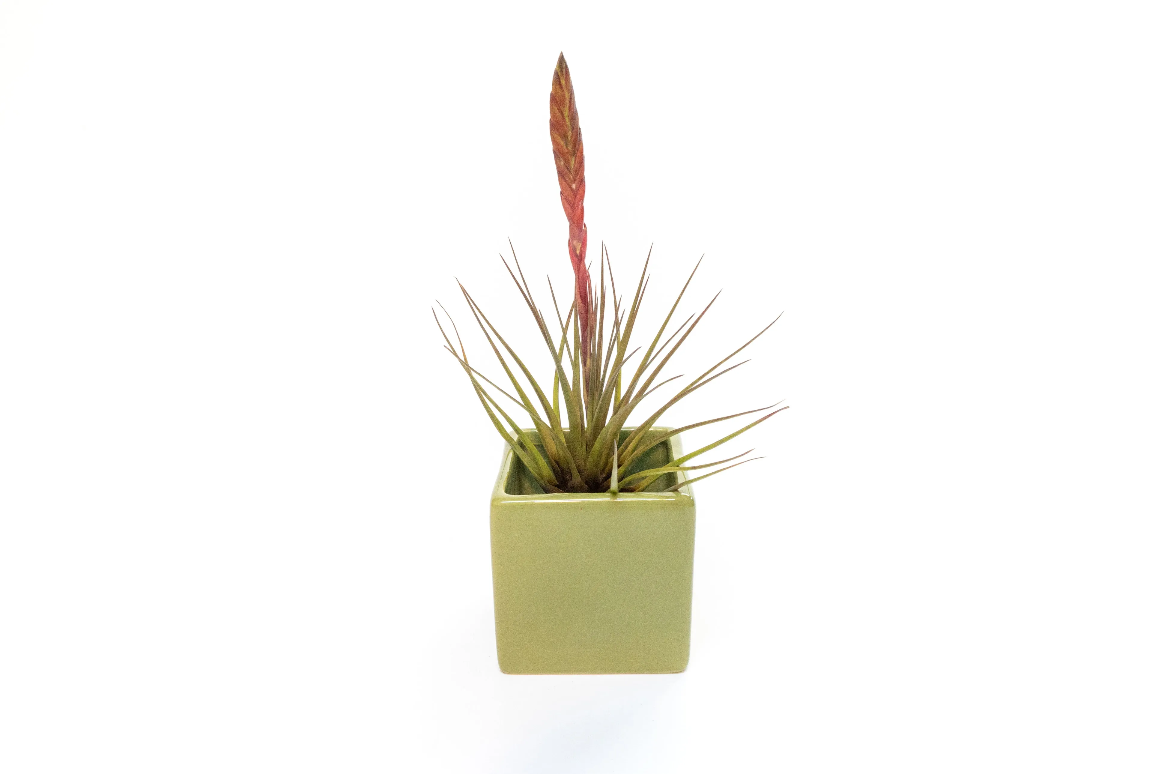 Ceramic Cube Container - Choose Your Custom Color and Tillandsia Air Plant