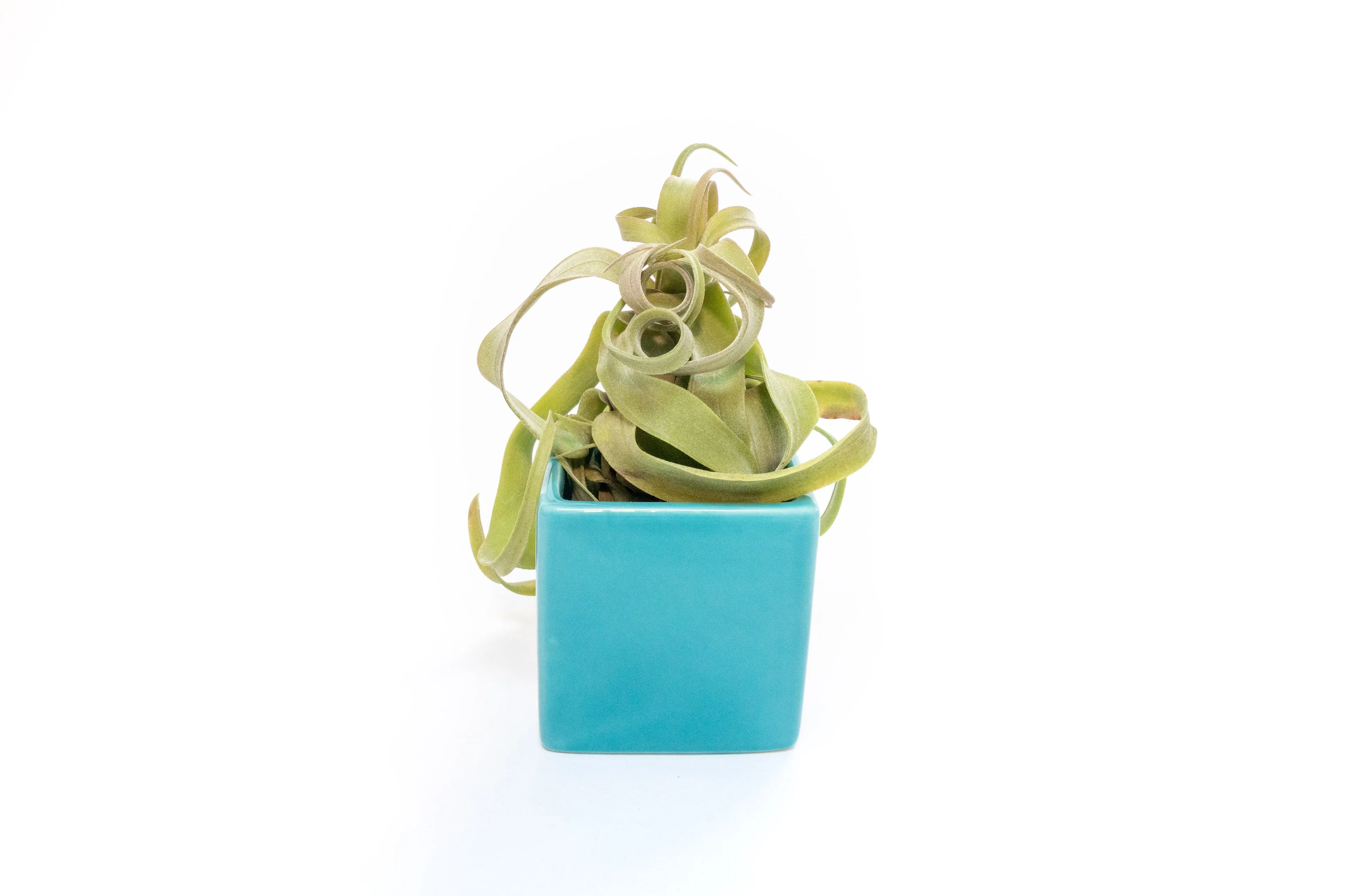 Ceramic Cube Container - Choose Your Custom Color and Tillandsia Air Plant