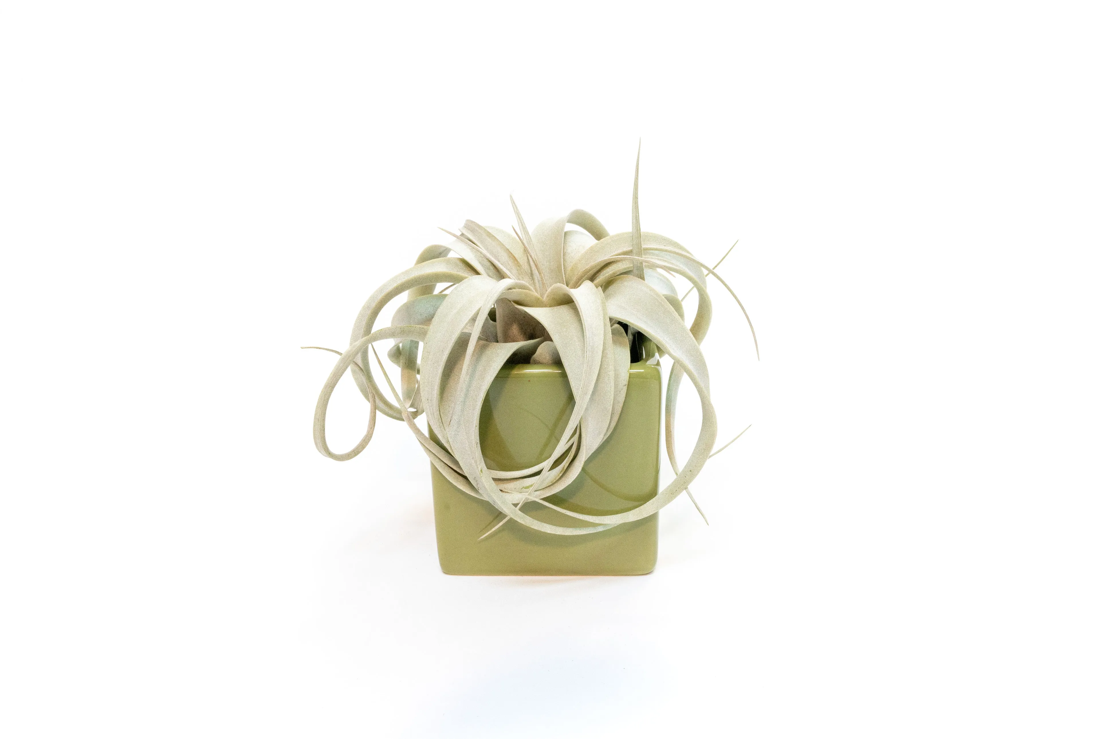 Ceramic Cube Container - Choose Your Custom Color and Tillandsia Air Plant