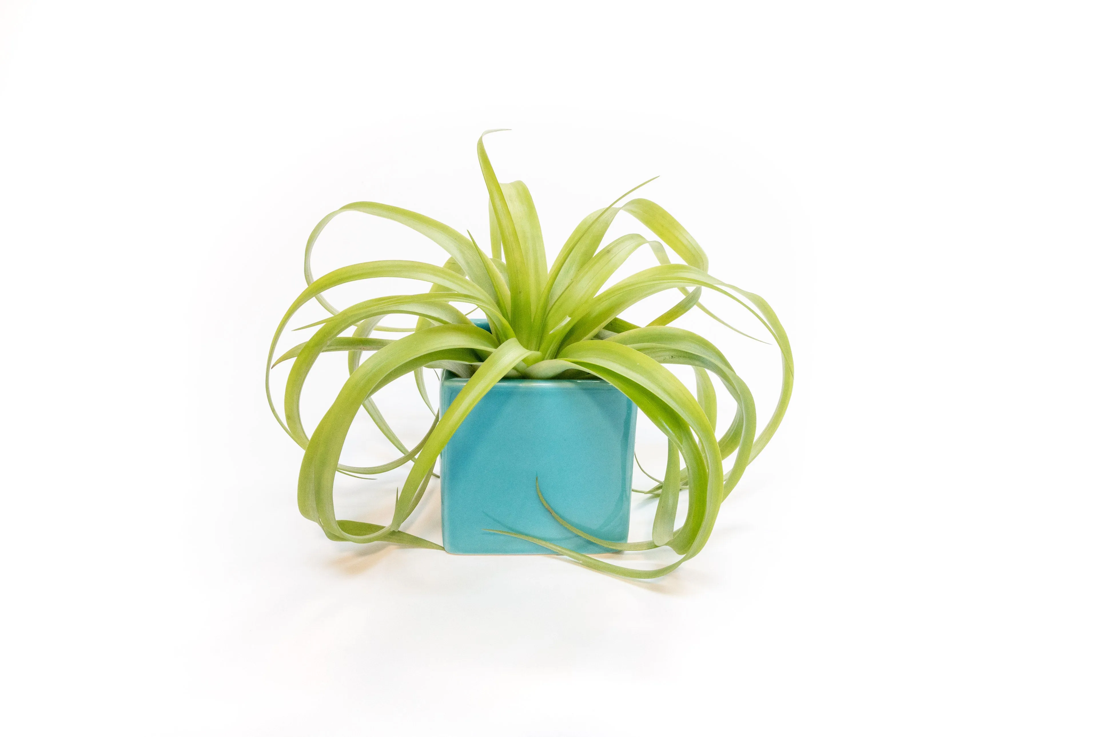 Ceramic Cube Container - Choose Your Custom Color and Tillandsia Air Plant