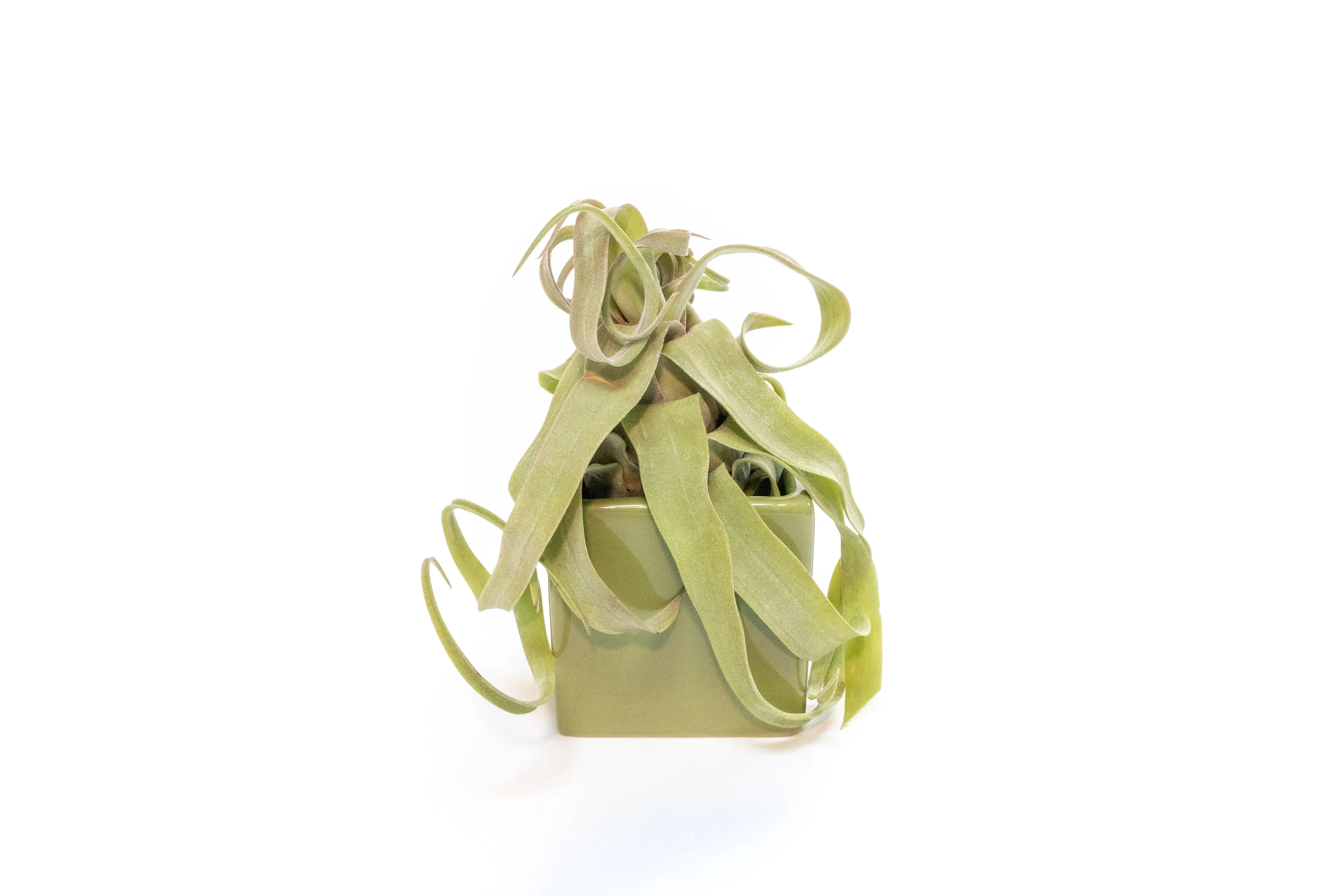 Ceramic Cube Container - Choose Your Custom Color and Tillandsia Air Plant