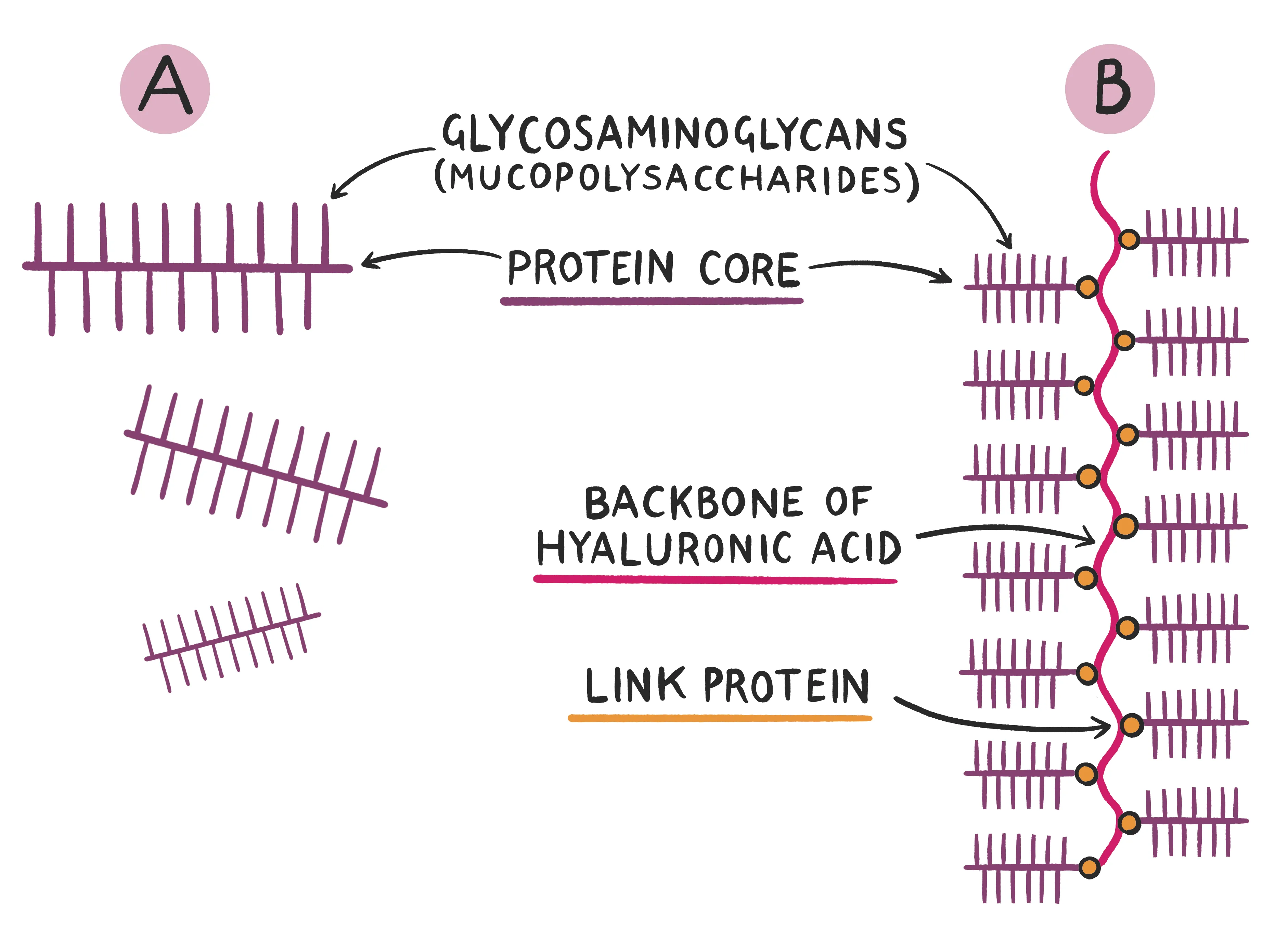 Clinical Biochemistry Made Ridiculously Simple