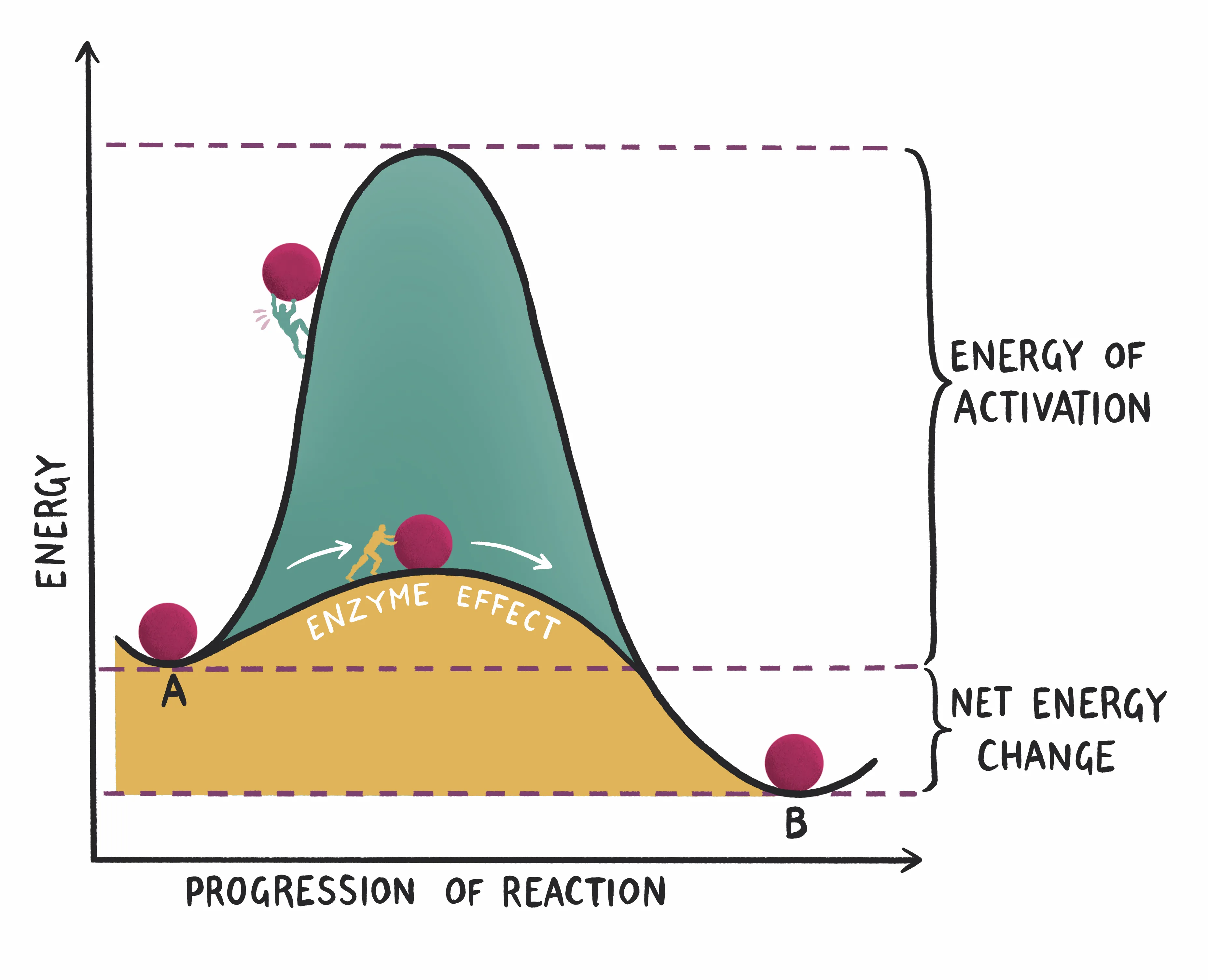 Clinical Biochemistry Made Ridiculously Simple