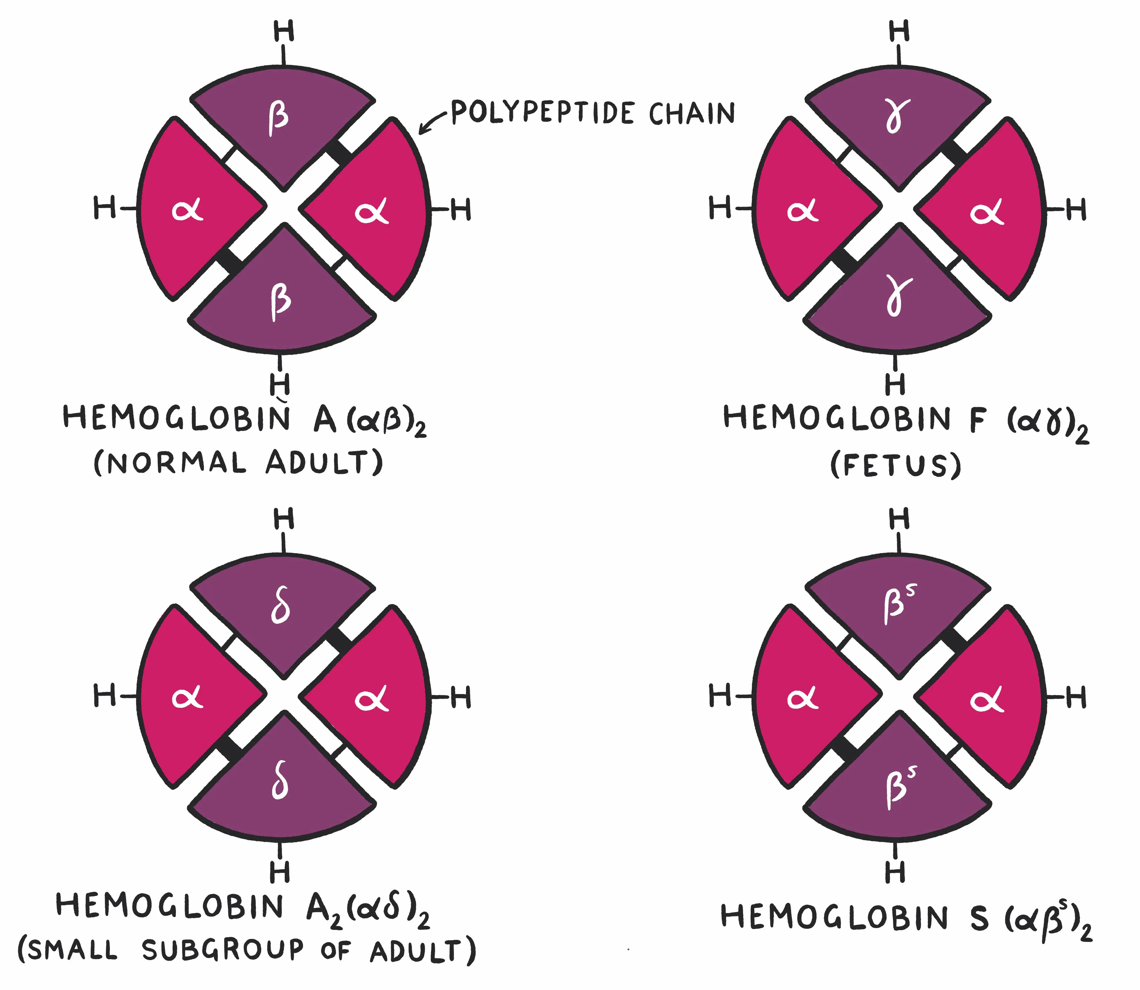 Clinical Biochemistry Made Ridiculously Simple