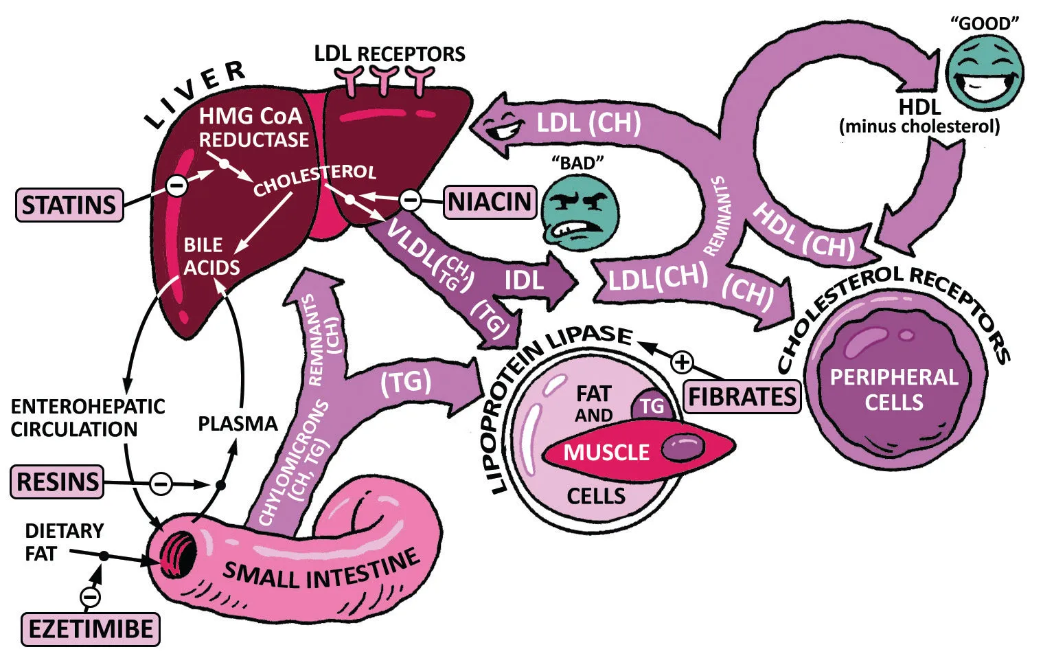 Clinical Biochemistry Made Ridiculously Simple