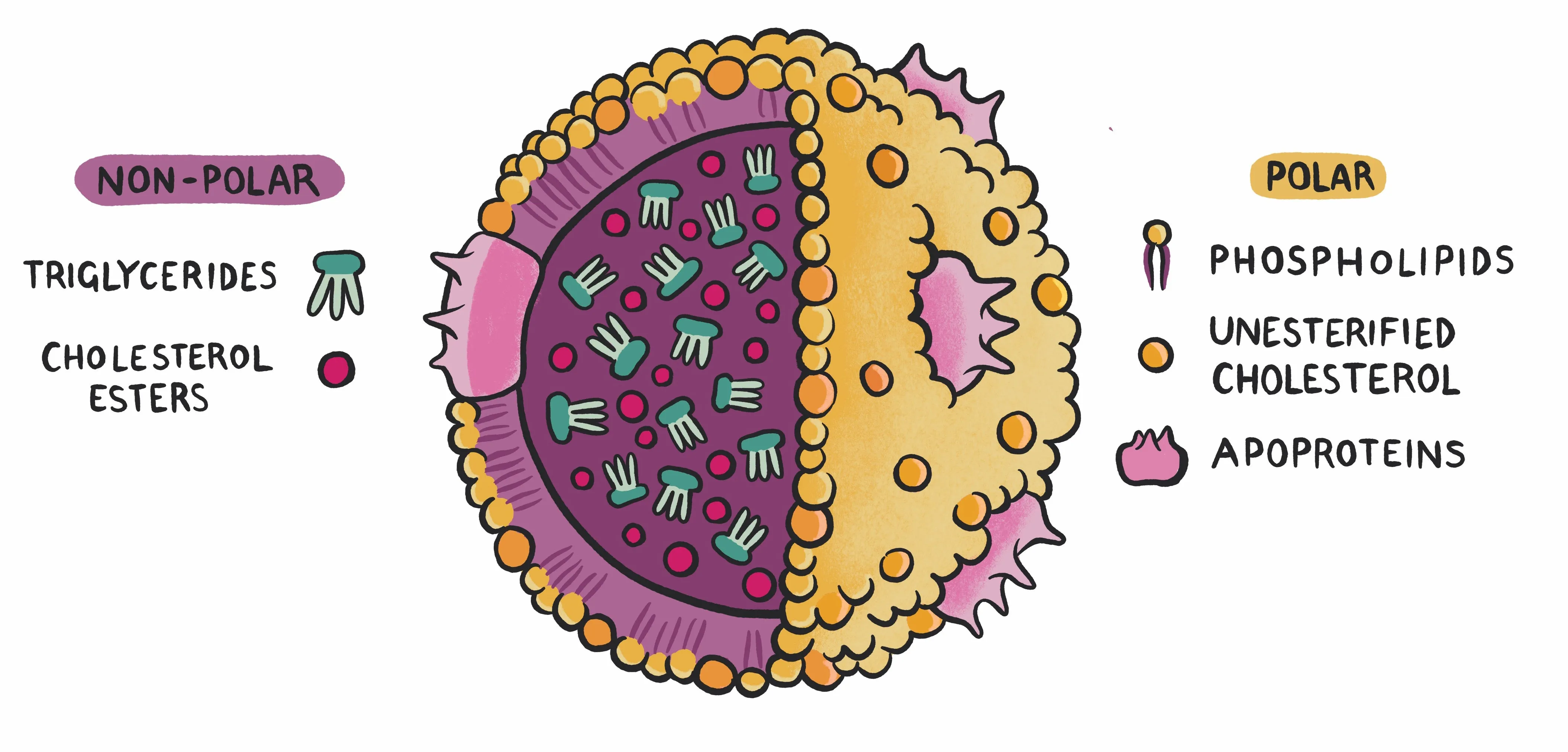 Clinical Biochemistry Made Ridiculously Simple