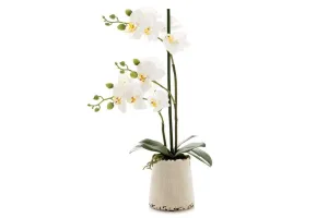 Flora Artificial White Orchid in Ivory Pot