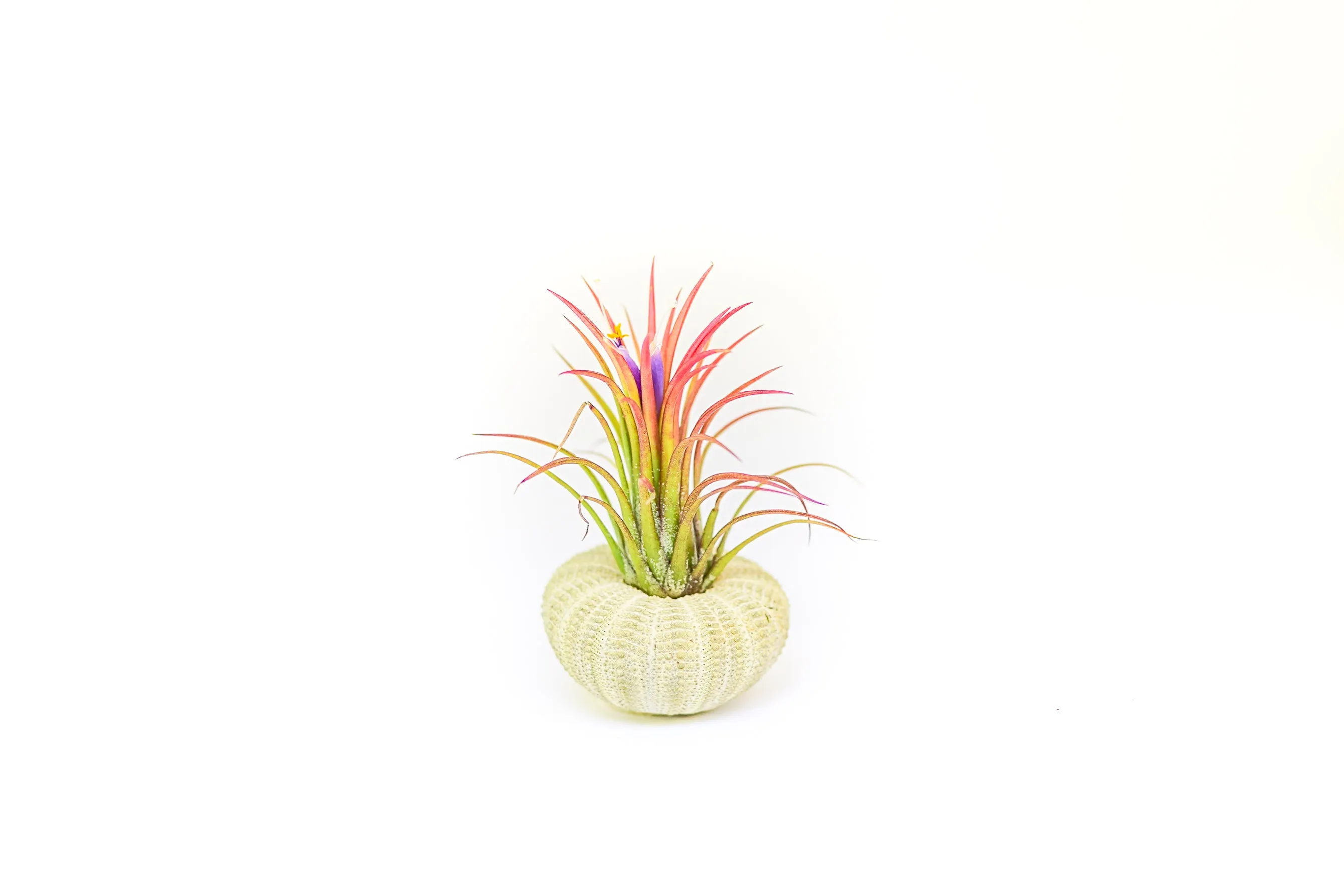 Green Urchins with Tillandsia Air Plants - Set of 1, 3 or 5