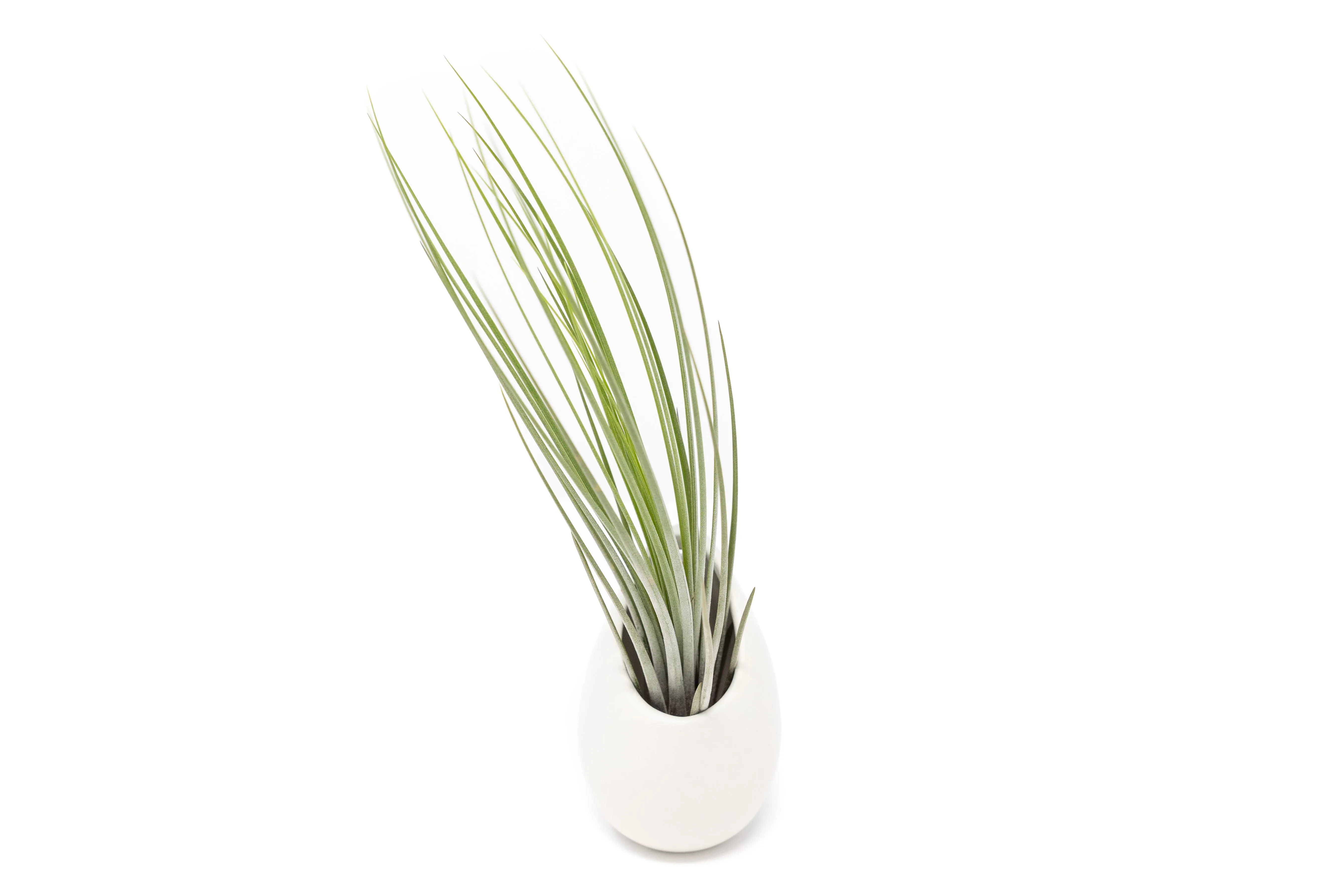 Large Ivory Ceramic Container - Choose Your Custom Tillandsia Air Plant